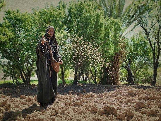 The Parable of The Sower